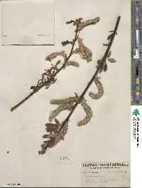 Salix hookeriana image