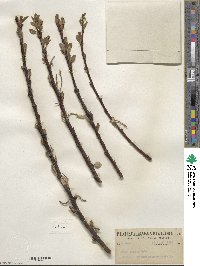 Salix hookeriana image