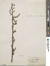 Salix hookeriana image