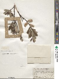 Salix planifolia image