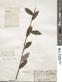 Salix planifolia image