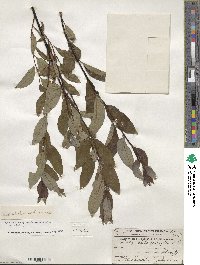 Salix planifolia image