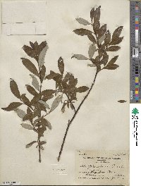 Salix planifolia image