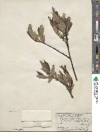 Salix planifolia image