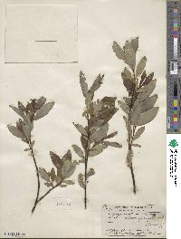 Salix planifolia image