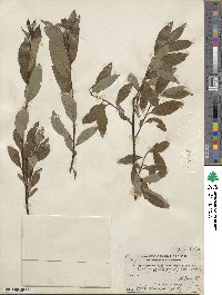 Salix planifolia image