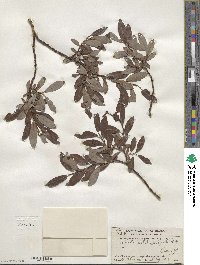 Salix planifolia image