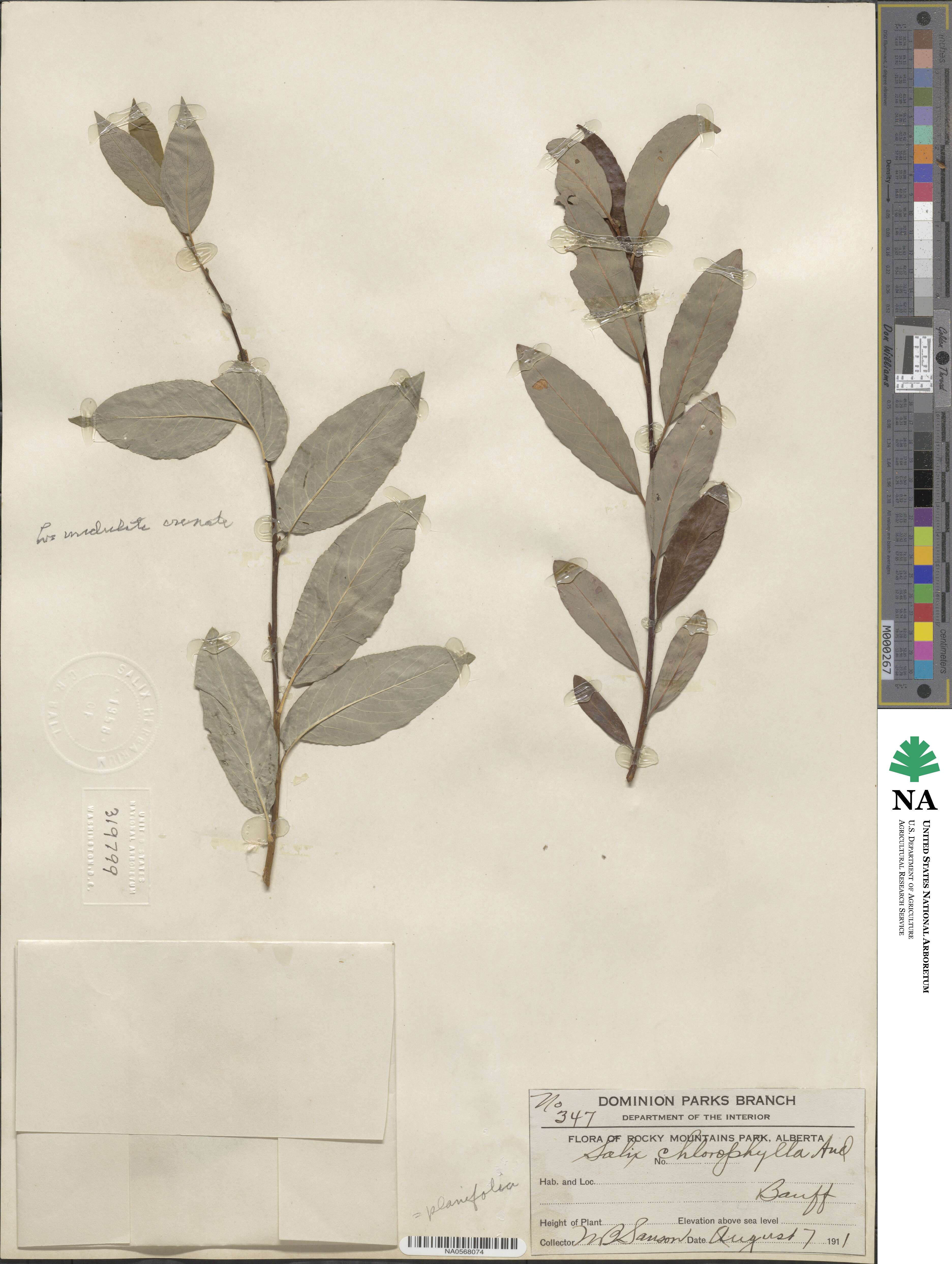 Salix planifolia image