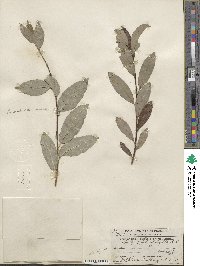 Salix planifolia image