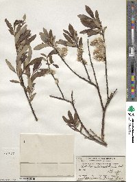 Salix planifolia image