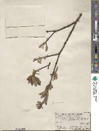 Salix planifolia image