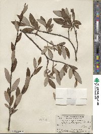 Salix planifolia image