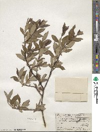 Salix planifolia image