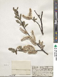 Salix planifolia image