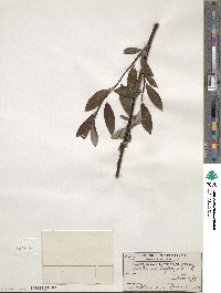 Salix planifolia image