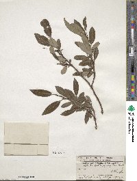 Salix planifolia image