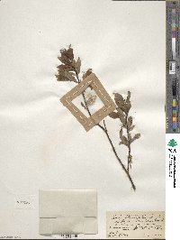 Salix planifolia image