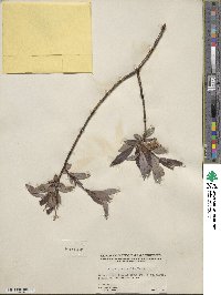 Salix planifolia image