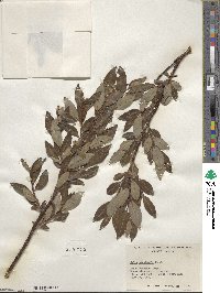 Salix planifolia image