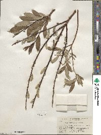 Salix planifolia image