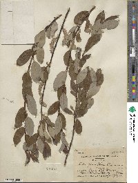 Salix planifolia image