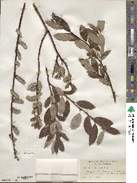 Salix planifolia image