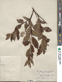 Salix planifolia image