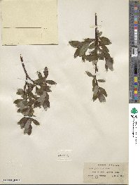 Salix planifolia image