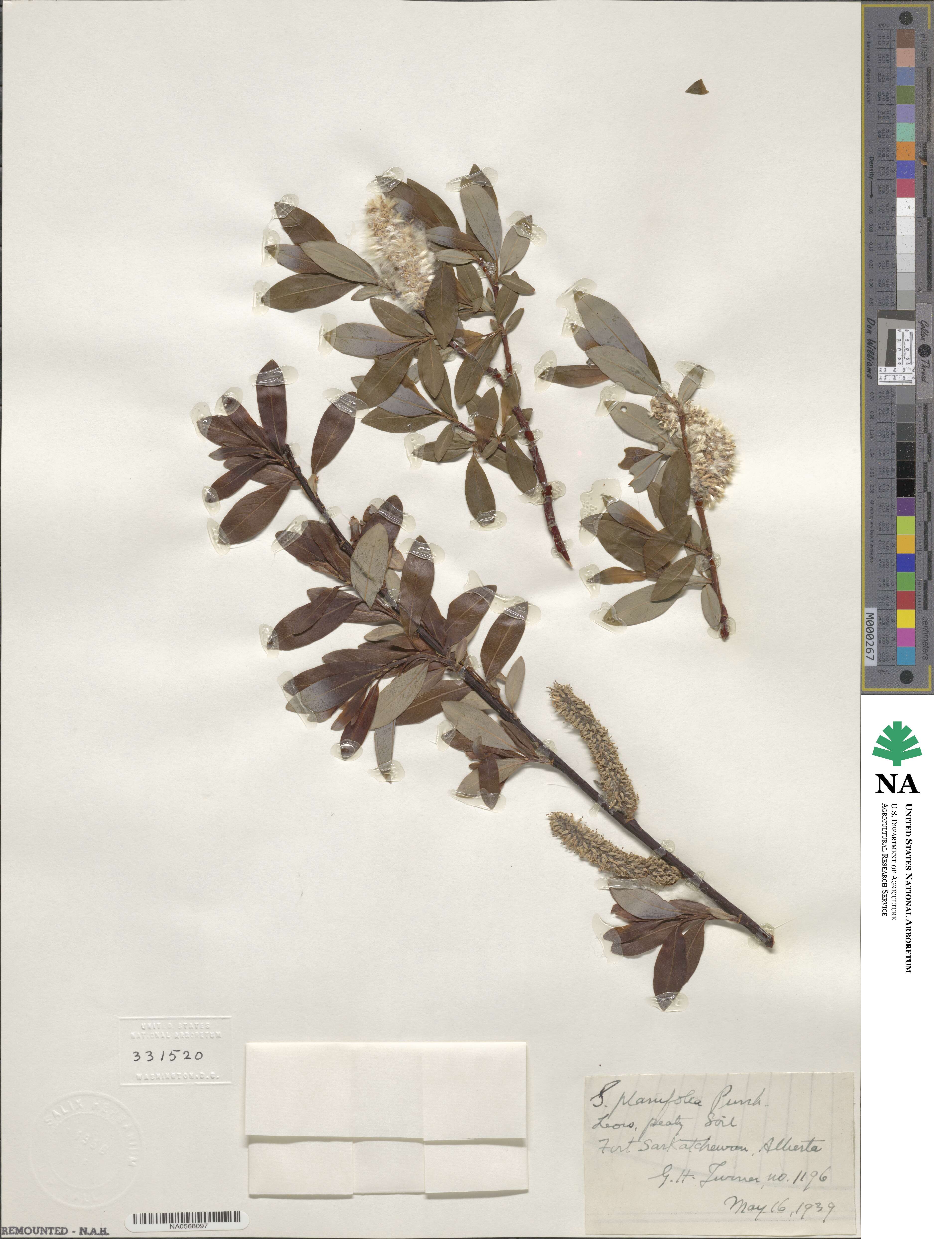 Salix planifolia image