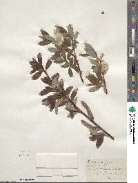 Salix planifolia image