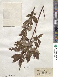 Salix planifolia image