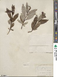 Salix planifolia image