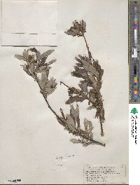 Salix planifolia image