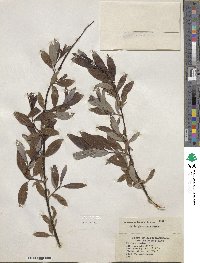 Salix planifolia image