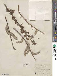 Salix planifolia image