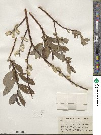 Salix planifolia image