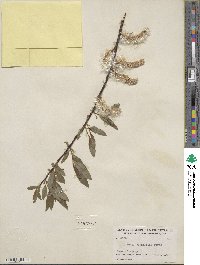 Salix planifolia image