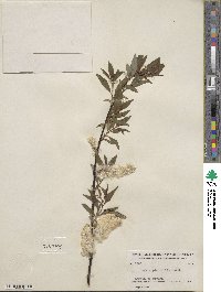 Salix planifolia image