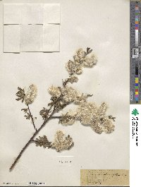 Salix planifolia image