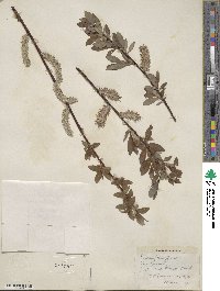 Salix planifolia image