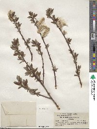 Salix planifolia image