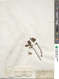 Salix planifolia image