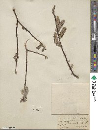 Salix planifolia image