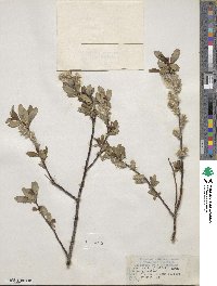 Salix planifolia image