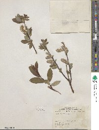 Salix planifolia image