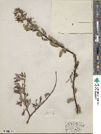 Salix planifolia image