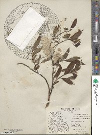 Salix planifolia image