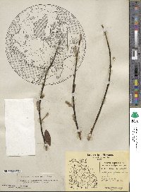 Salix planifolia image