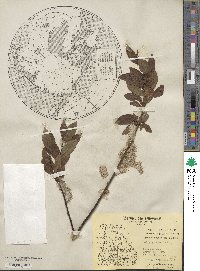 Salix planifolia image