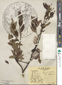 Salix planifolia image